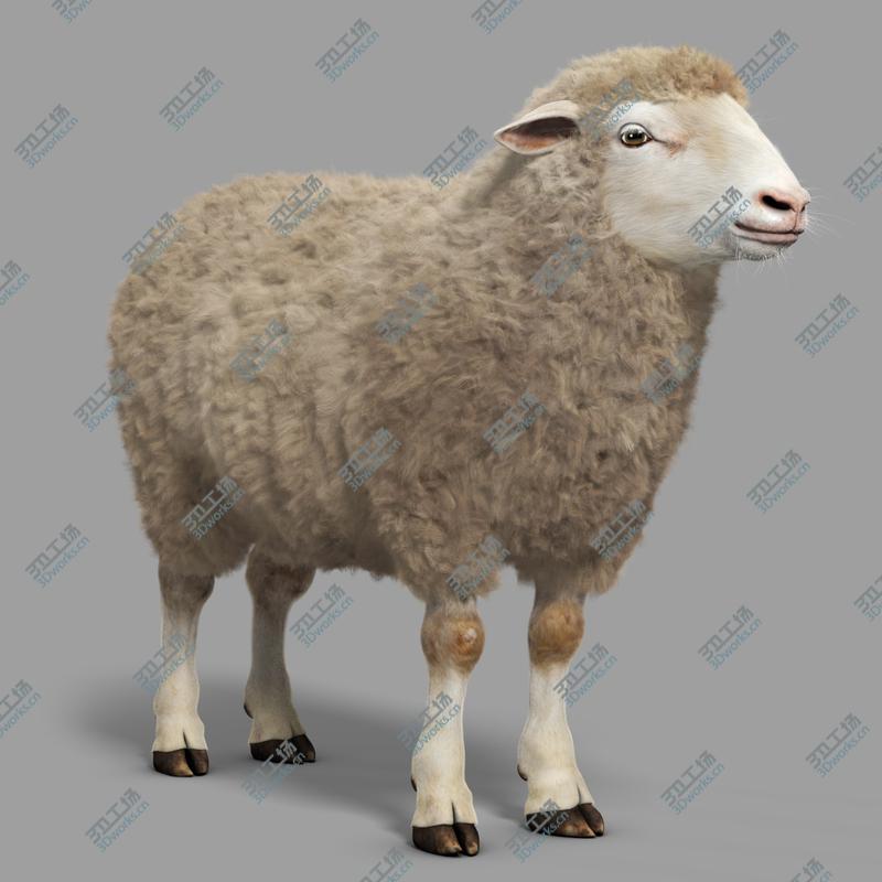 images/goods_img/202105074/Sheep (with Fur)/1.jpg